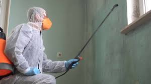 Best Emergency Mold Remediation  in San Felipe, TX