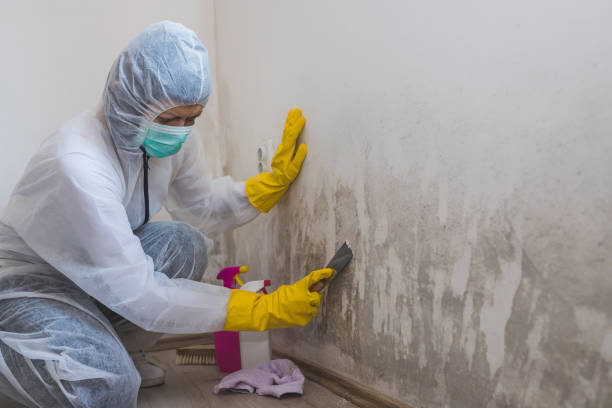 Best Forensic Mold Investigation  in San Felipe, TX