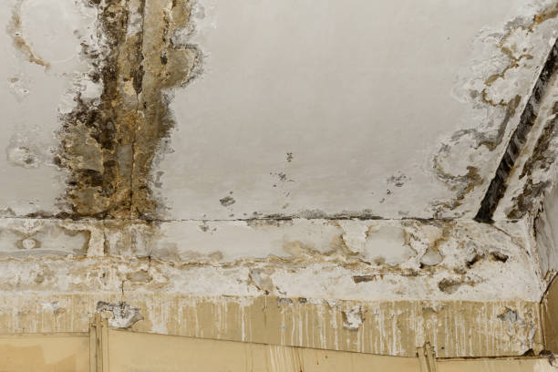 Best Mold Removal for HVAC Installations  in San Felipe, TX