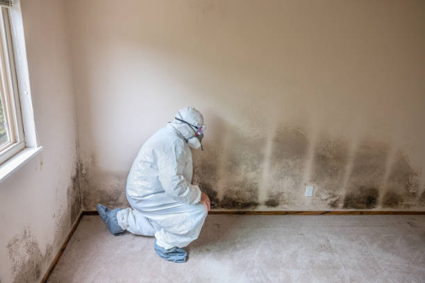 Biohazard Mold Removal in San Felipe, TX